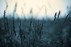 cold, Spikelets, Monochrome, Nature