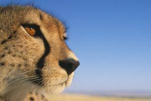 closeup, Animals, Cheetahs