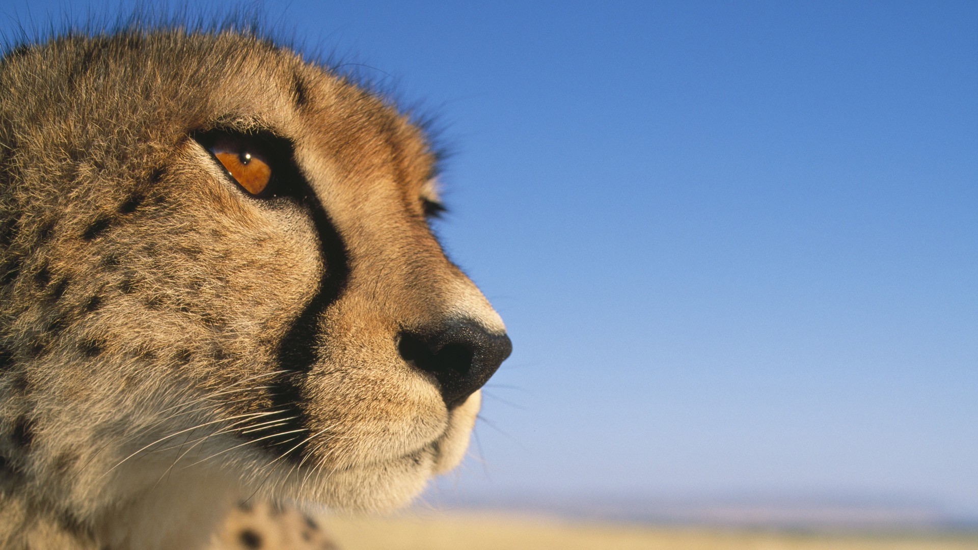 closeup, Animals, Cheetahs Wallpaper