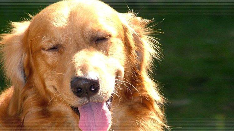 dog, Animals, Golden Retrievers HD Wallpaper Desktop Background