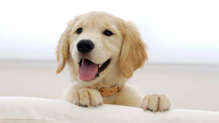 puppies, Dog, Golden Retrievers, Animals HD Wallpaper Desktop Background