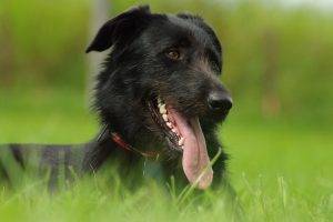 dog, Animals, Labrador Retriever, Tongues