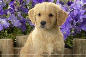 dog, Puppies, Golden Retrievers, Animals, Purple Flowers