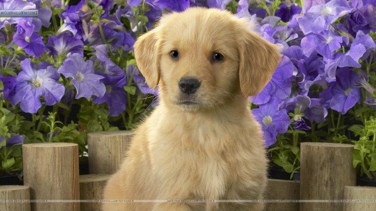 dog, Puppies, Golden Retrievers, Animals, Purple Flowers HD Wallpaper Desktop Background