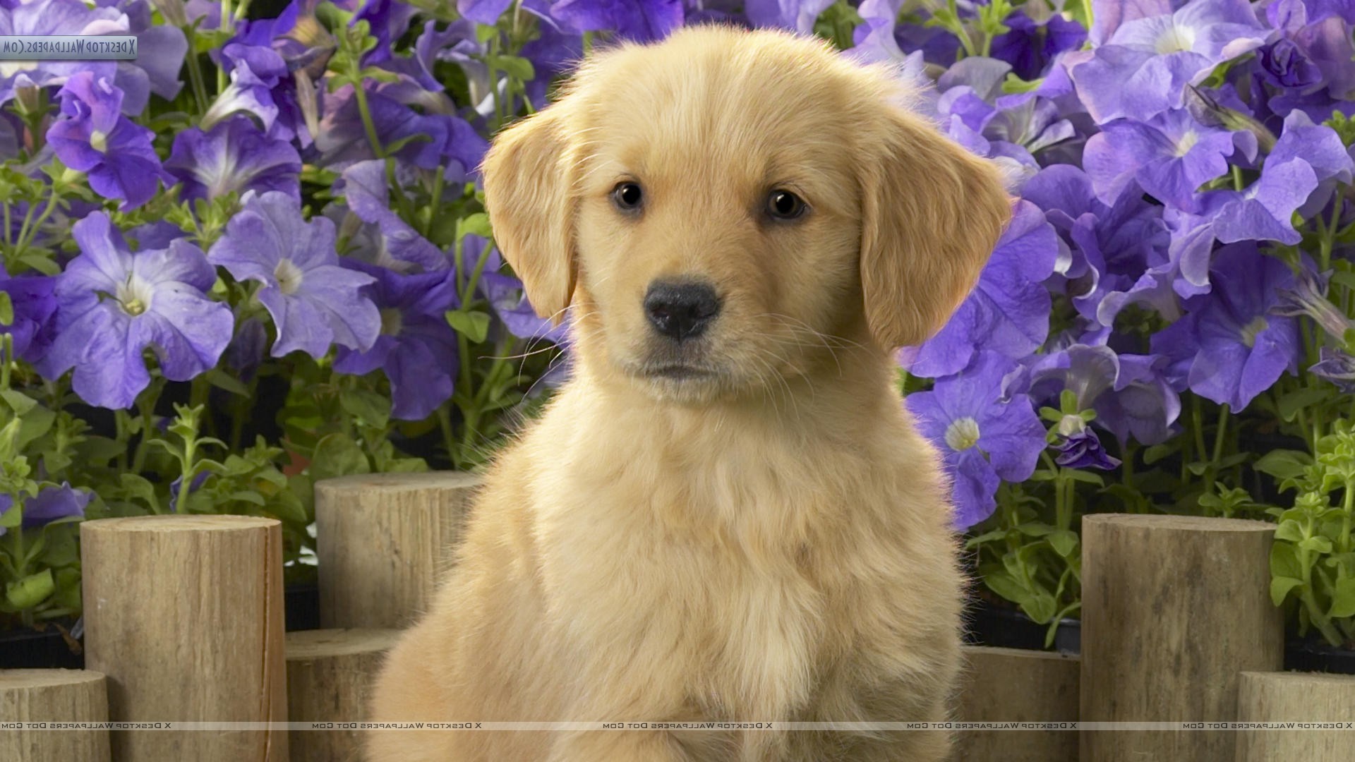 dog, Puppies, Golden Retrievers, Animals, Purple Flowers Wallpaper