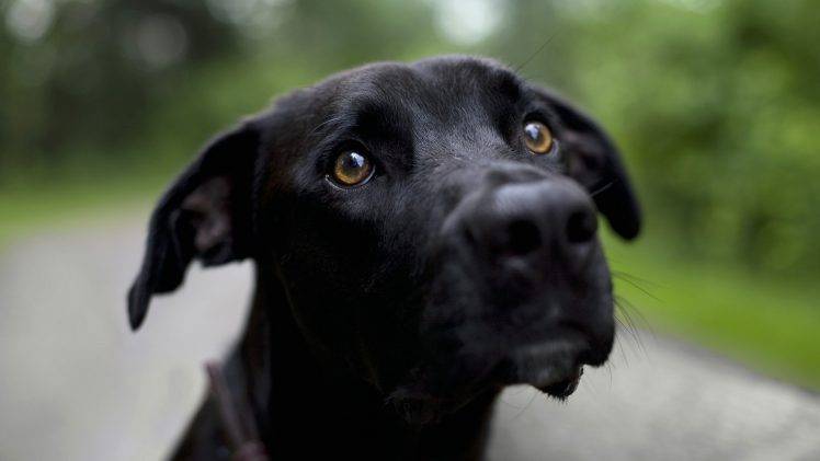 dog, Animals, Labrador Retriever HD Wallpaper Desktop Background