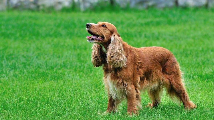 dog, Spaniels, Grass, Animals Wallpapers HD / Desktop and Mobile ...