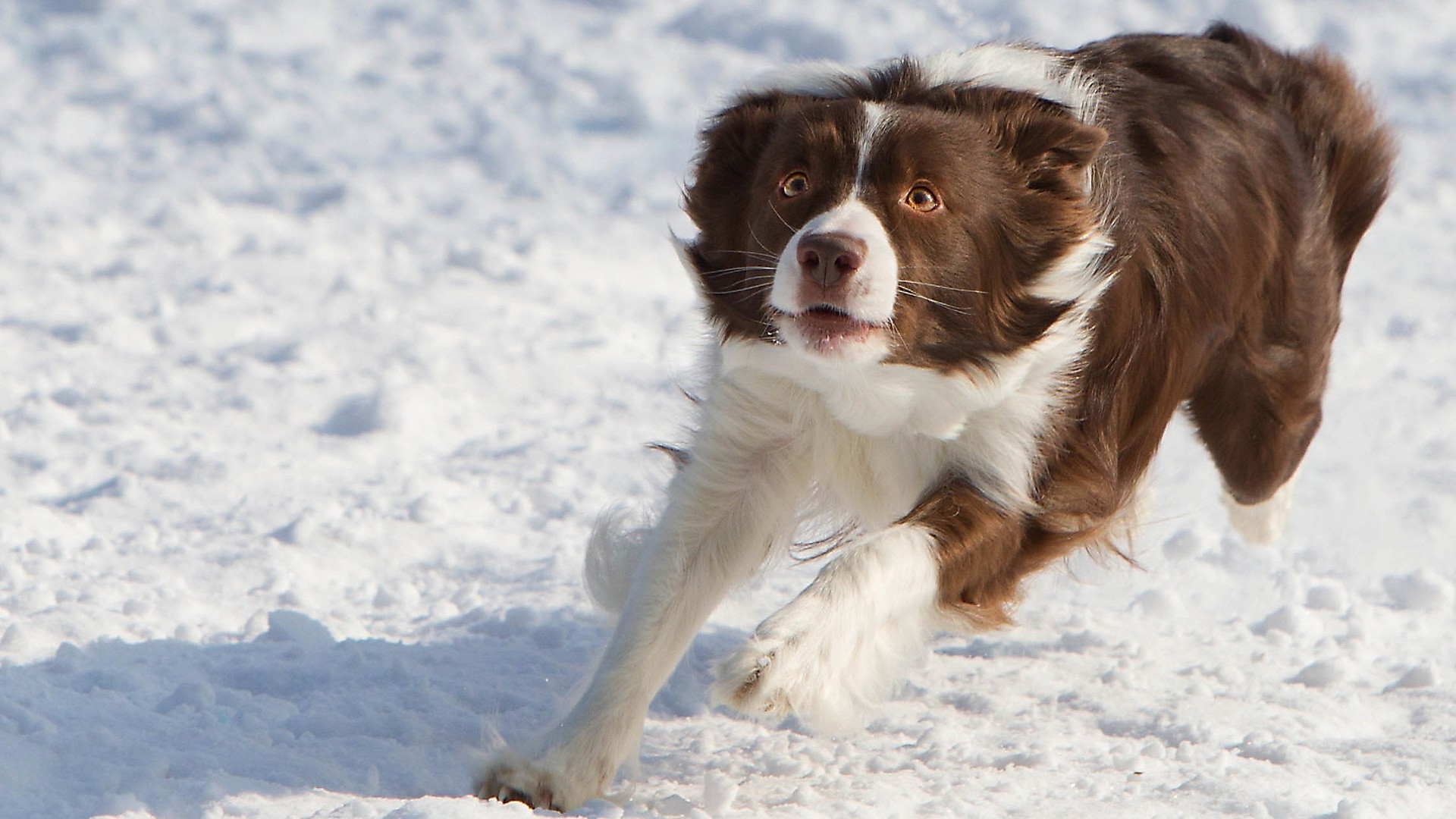 dog, Border Collie, Animals, Snow Wallpaper