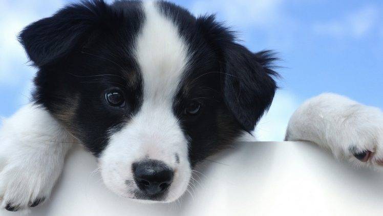 dog, Puppies, Border Collie, Animals HD Wallpaper Desktop Background