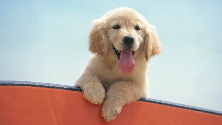 dog, Puppies, Golden Retrievers, Animals HD Wallpaper Desktop Background
