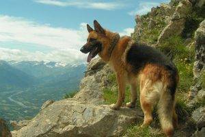 dog, German Shepherd, Animals, Mountain