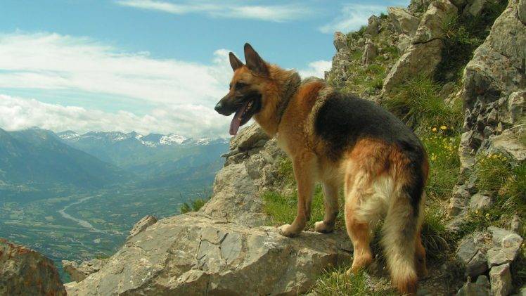 dog, German Shepherd, Animals, Mountain HD Wallpaper Desktop Background