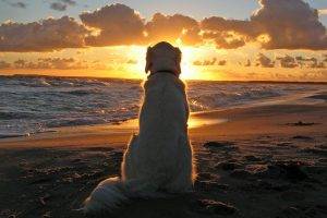 dog, Beach, Sunset, Animals