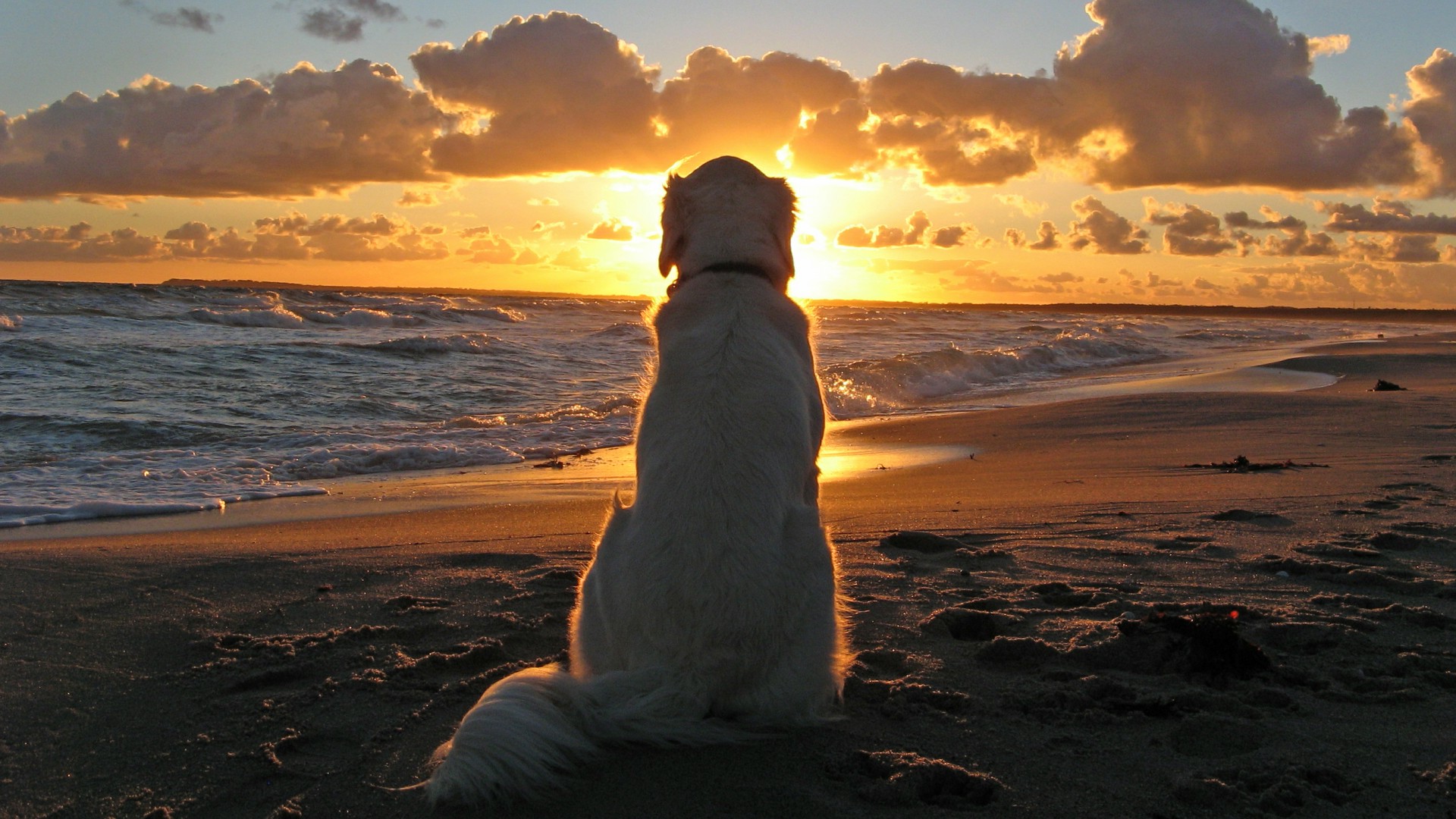 dog, Beach, Sunset, Animals Wallpaper