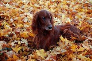 dog, Fall, Animals, Setters, Leaves