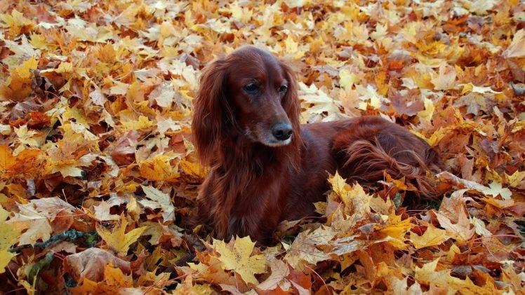 dog, Fall, Animals, Setters, Leaves HD Wallpaper Desktop Background
