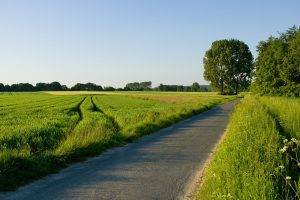 nature, Road, Grass
