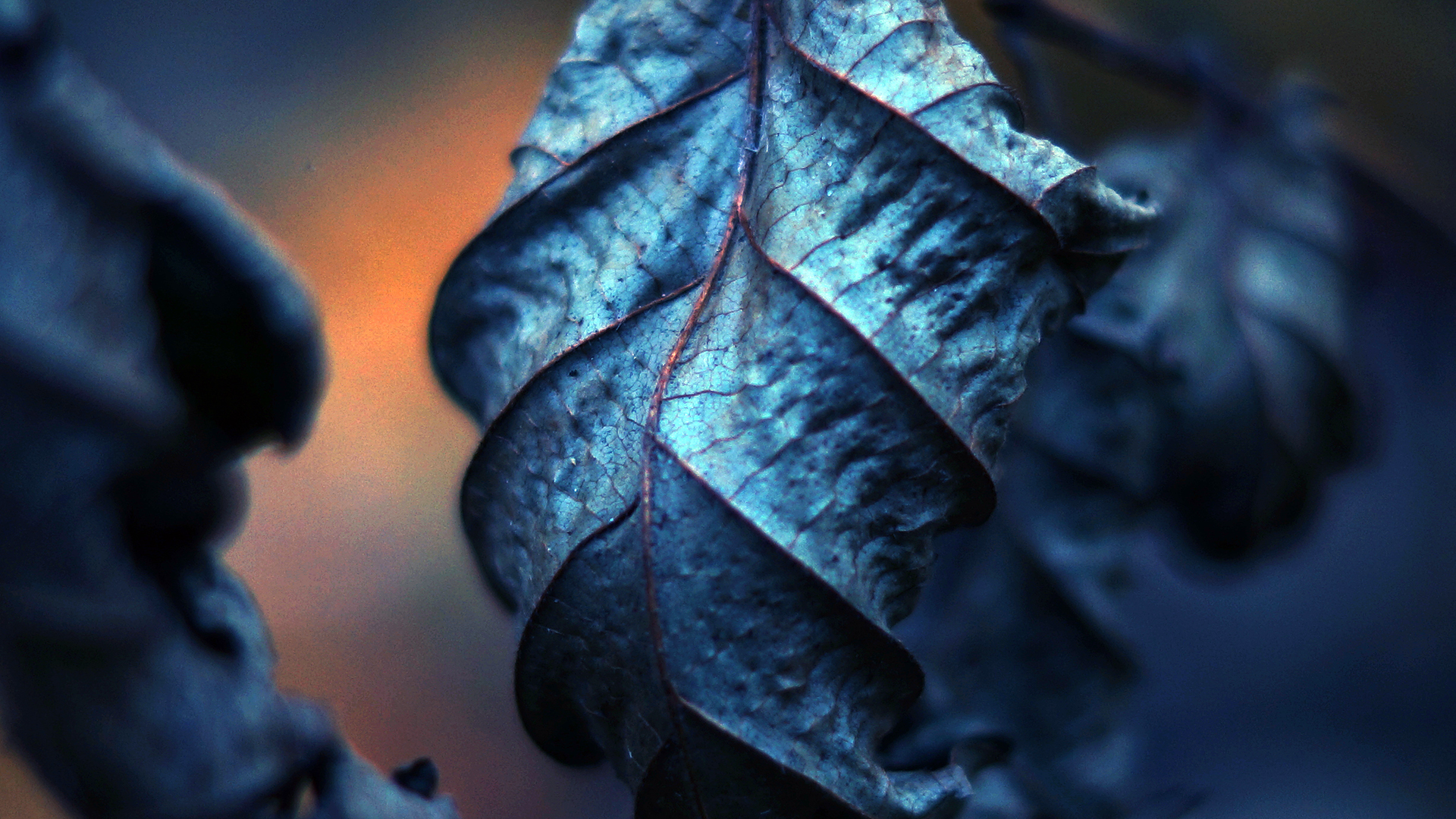 photography, Leaves, Nature, Filter, Depth Of Field, Macro Wallpaper