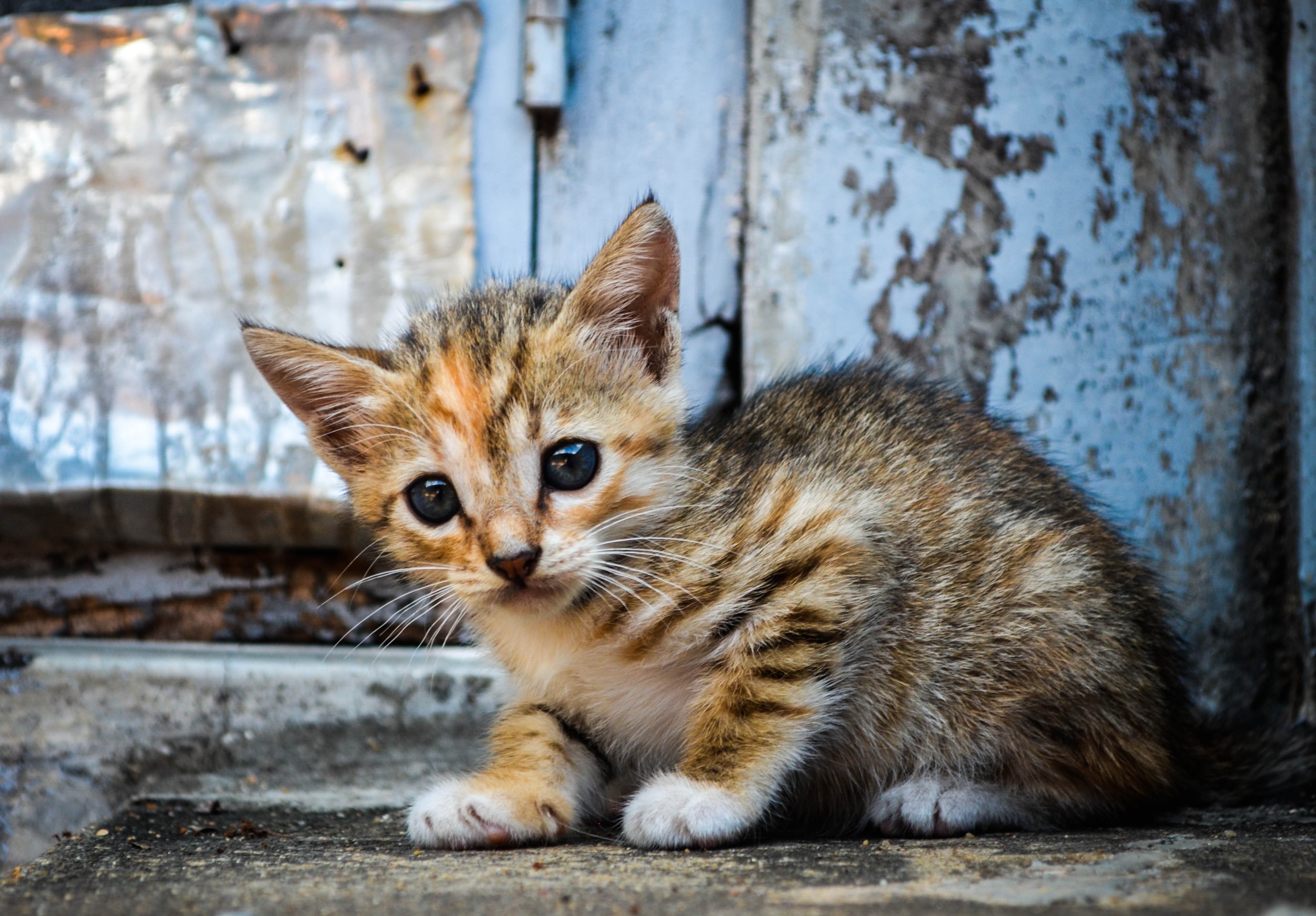 animals, Cat Wallpaper
