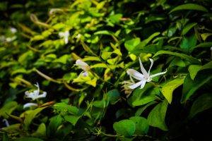 nature, Flowers, Leaves, White Flowers