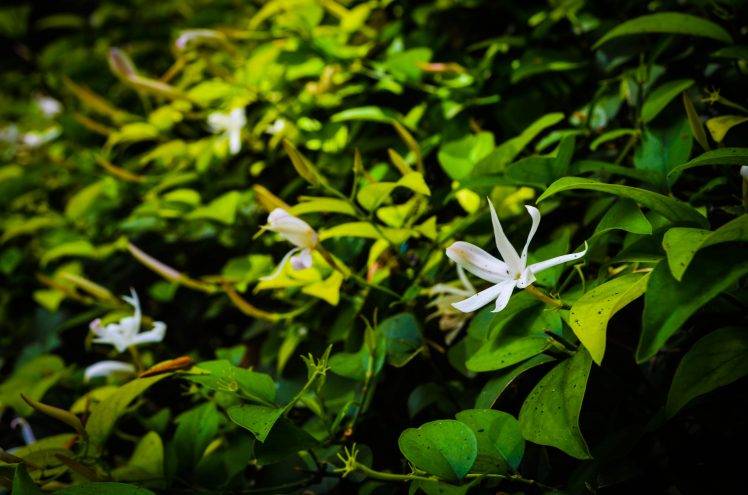 nature, Flowers, Leaves, White Flowers HD Wallpaper Desktop Background