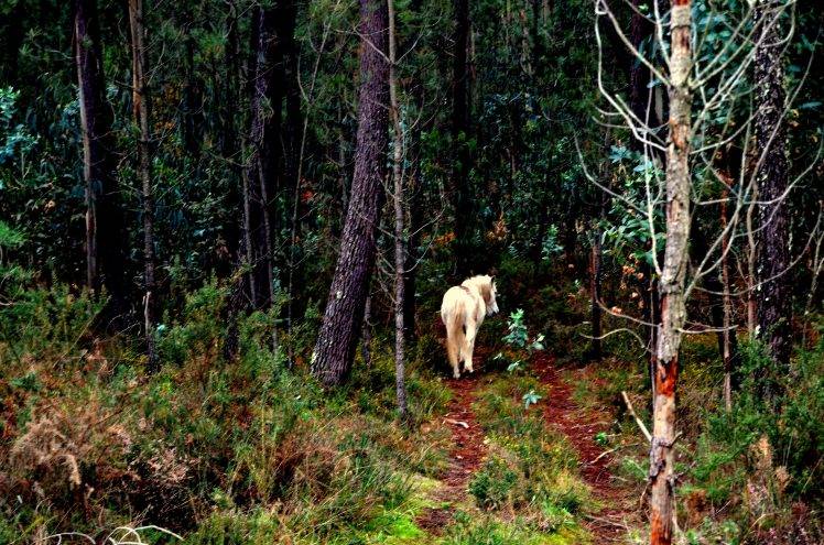 horse, Nature, Landscape HD Wallpaper Desktop Background
