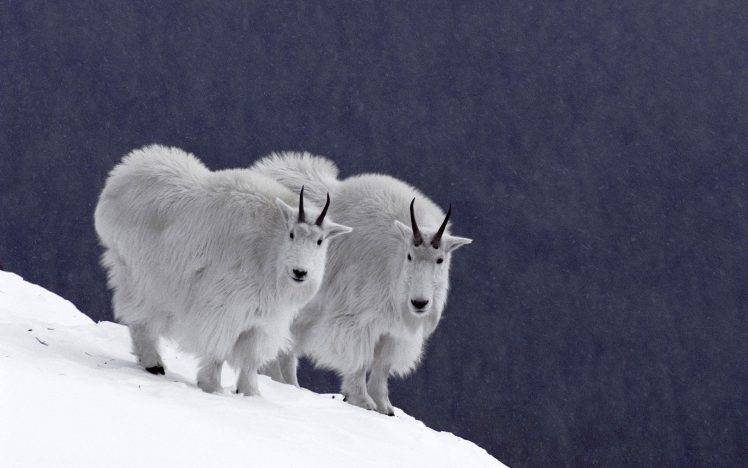 goats, Animals HD Wallpaper Desktop Background
