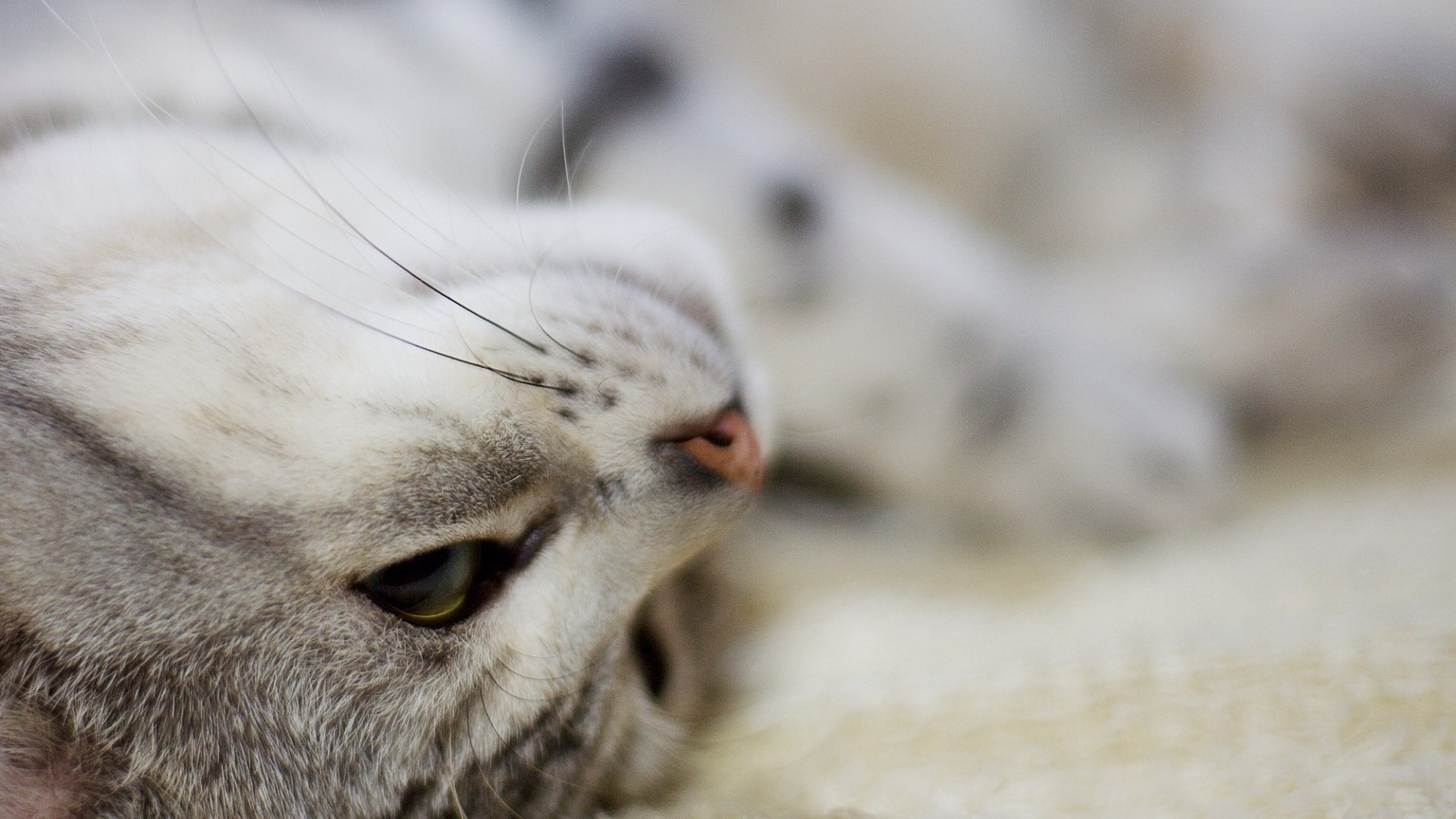 depth Of Field, Feline, Animals, Cat Wallpaper