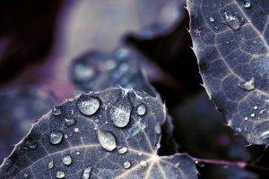 depth Of Field, Water Drops, Leaves, Nature, Dew