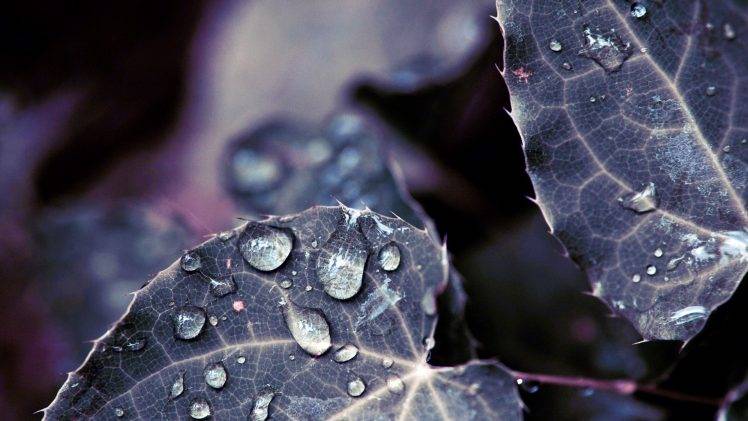 depth Of Field, Water Drops, Leaves, Nature, Dew HD Wallpaper Desktop Background