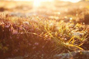 depth Of Field, Nature, Grass, Bokeh, Flowers, Sunlight