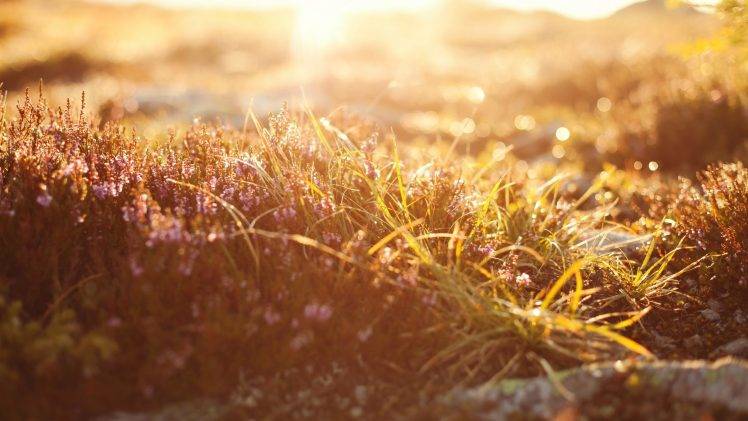 depth Of Field, Nature, Grass, Bokeh, Flowers, Sunlight HD Wallpaper Desktop Background