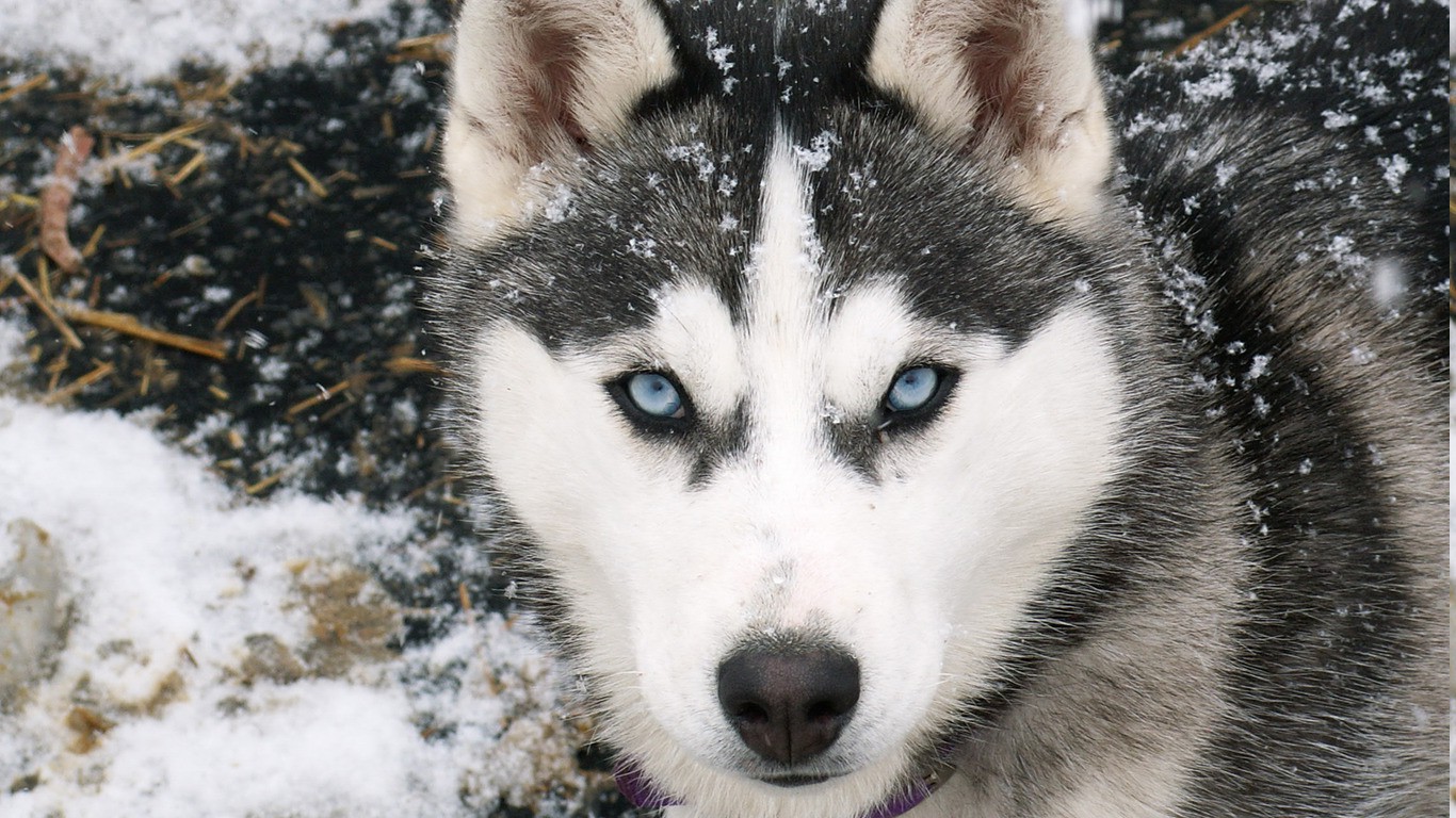 snow, Animals, Dog Wallpaper