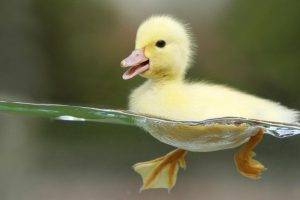 duck, Birds, Split View, Baby Animals, Water