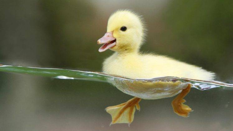 duck, Birds, Split View, Baby Animals, Water HD Wallpaper Desktop Background