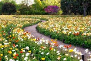 garden, Poppies, Flowers, Trees, Path