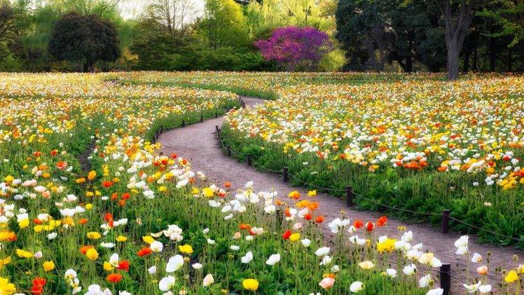 garden, Poppies, Flowers, Trees, Path HD Wallpaper Desktop Background
