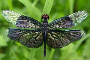 nature, Dragonflies