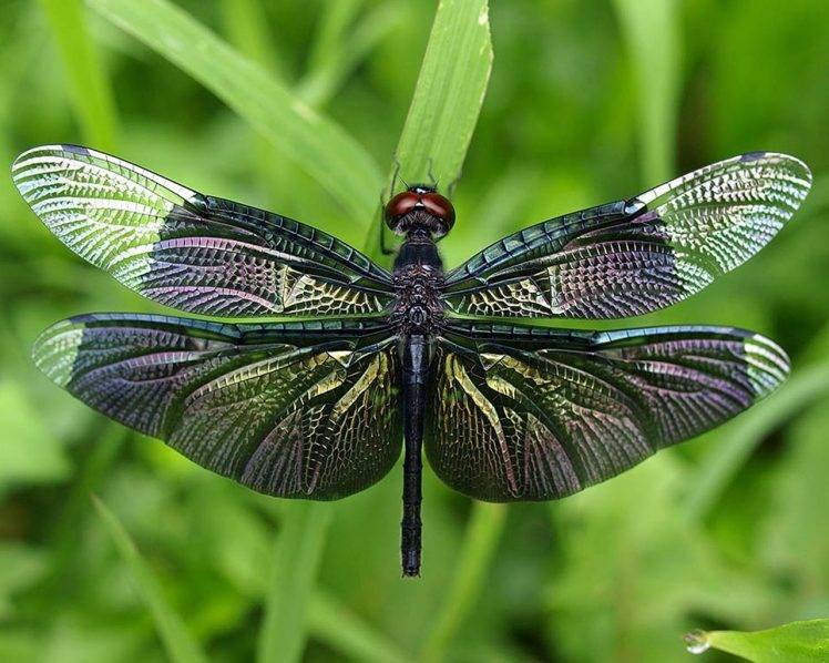 nature, Dragonflies HD Wallpaper Desktop Background