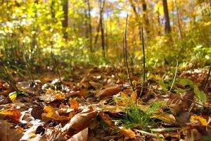 macro, Nature, Leaves, Forest