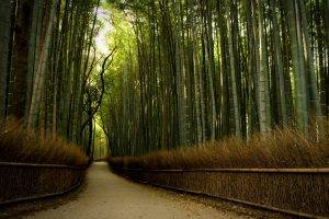 nature, Forest, Trees, Path, Dirt Road, Bamboo