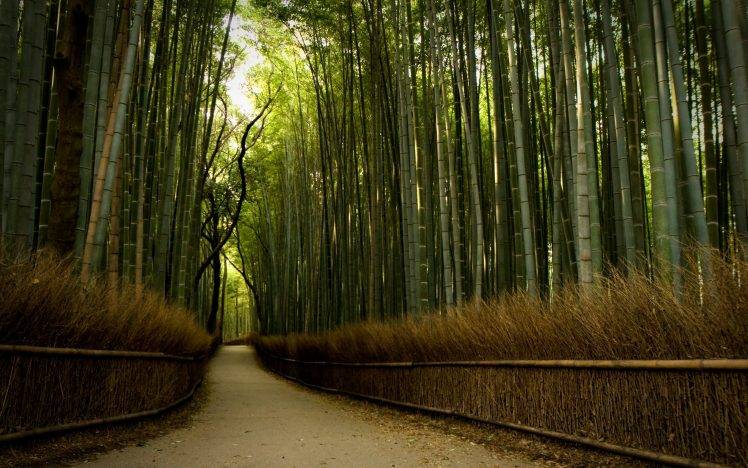 nature, Forest, Trees, Path, Dirt Road, Bamboo HD Wallpaper Desktop Background