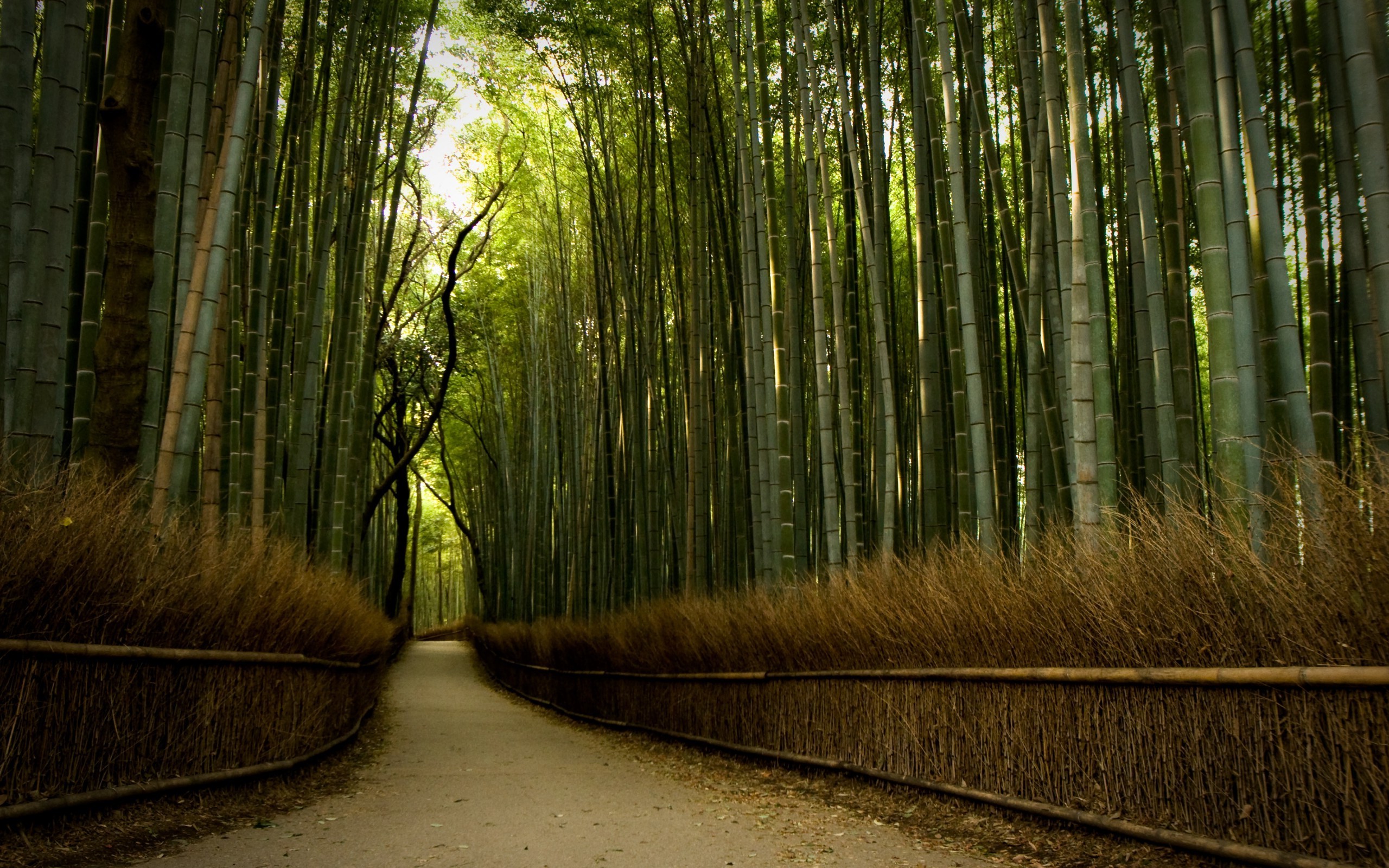 nature, Forest, Trees, Path, Dirt Road, Bamboo Wallpaper