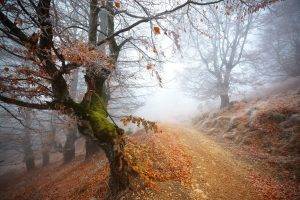 nature, Forest, Trees, Path, Mist, Dirt Road