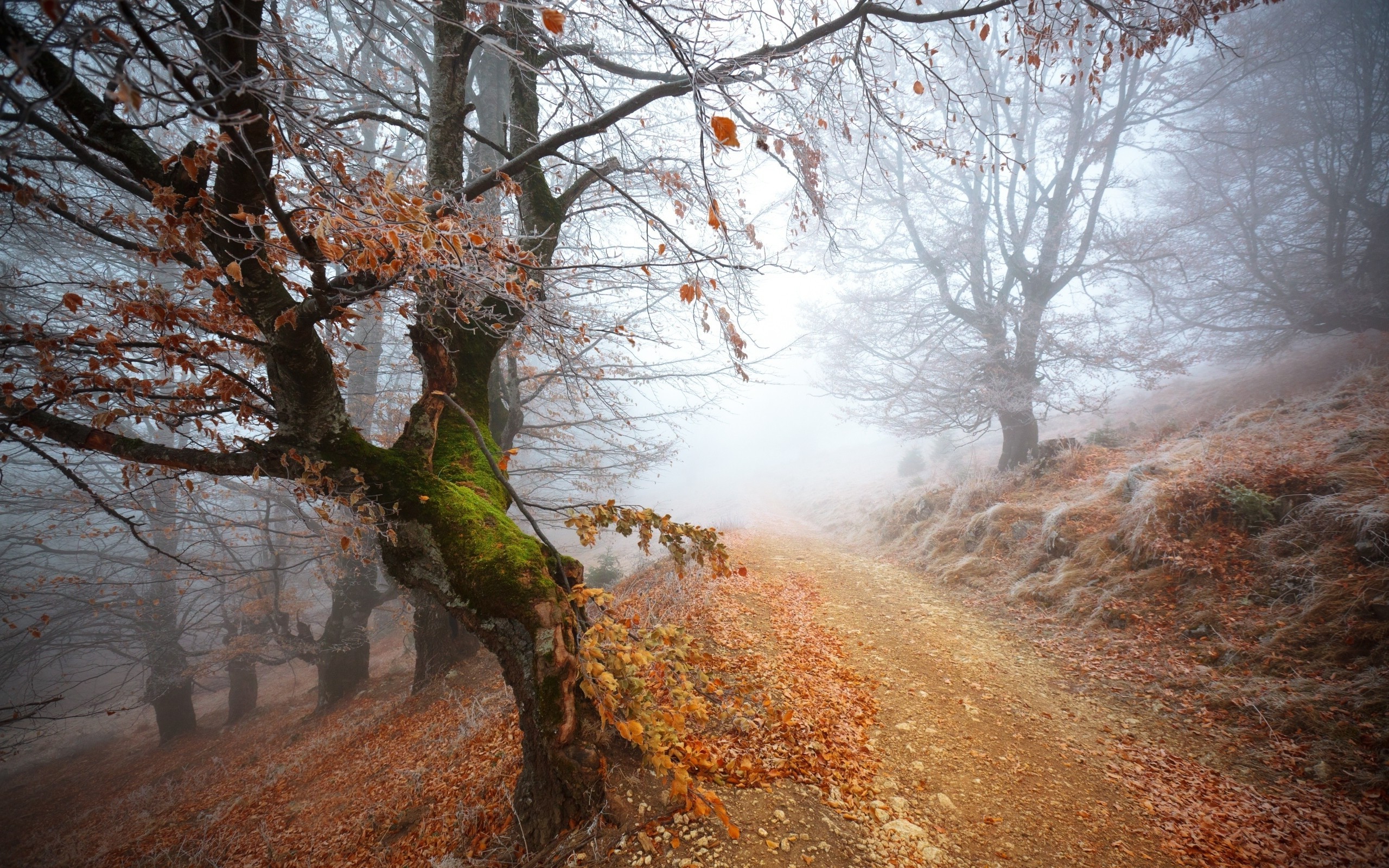 nature, Forest, Trees, Path, Mist, Dirt Road Wallpaper