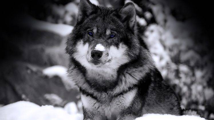 dog, Animals, Wolf HD Wallpaper Desktop Background