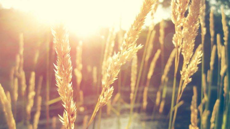 grass, Nature, Grain HD Wallpaper Desktop Background