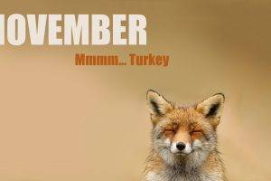 fox, Animals, November