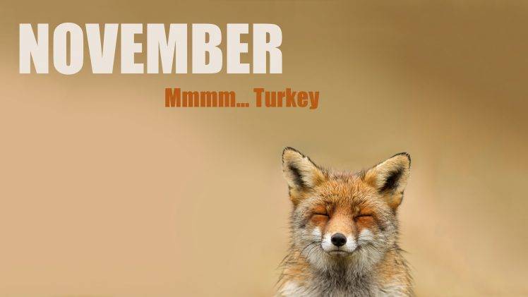fox, Animals, November HD Wallpaper Desktop Background