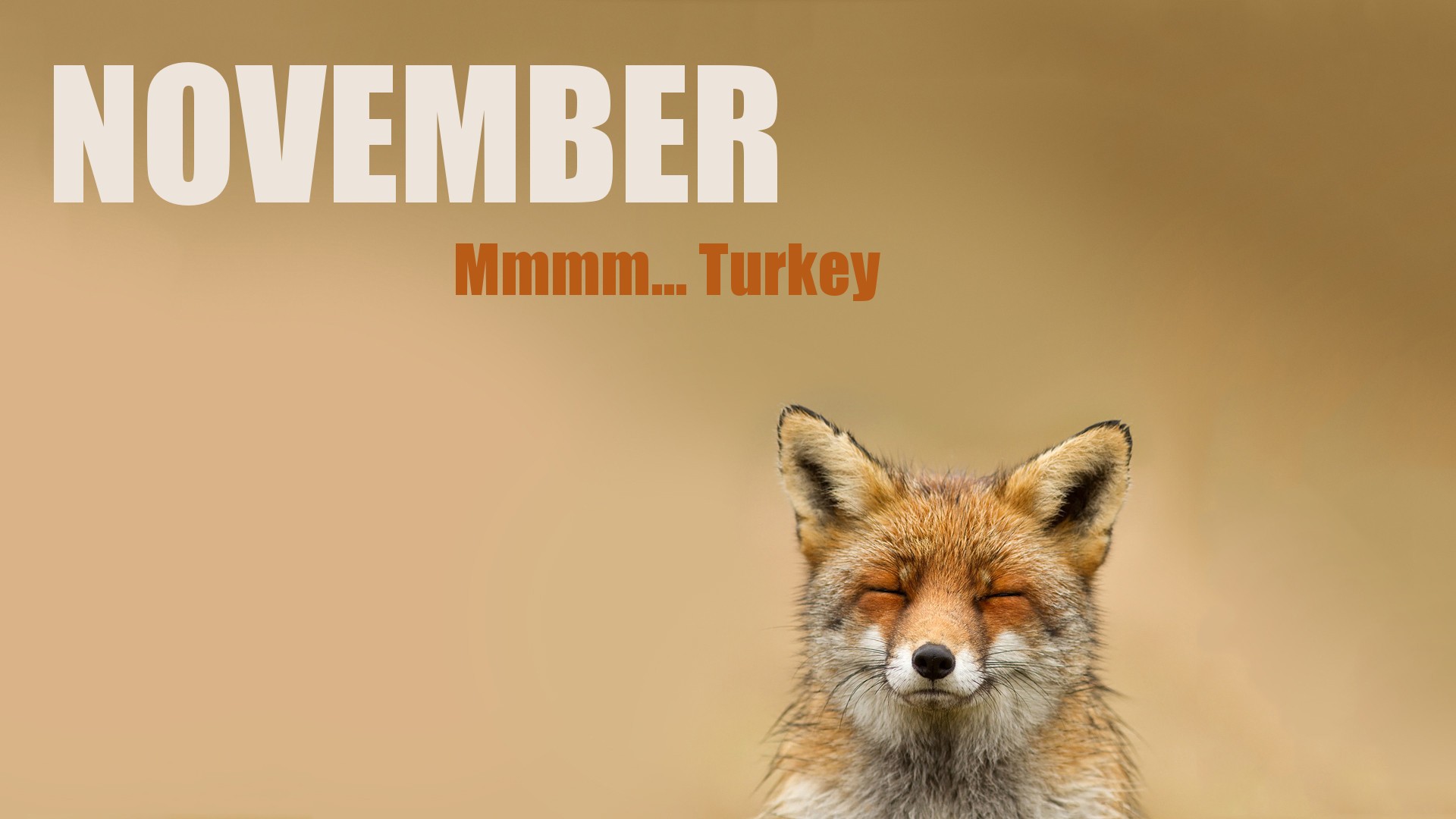 fox, Animals, November Wallpaper